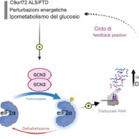 Nuove intuizioni sulla patogenesi della sclerosi laterale amiotrofica