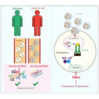 Piccoli RNA scoperti per potenziare la risposta immunitaria alla tubercolosi