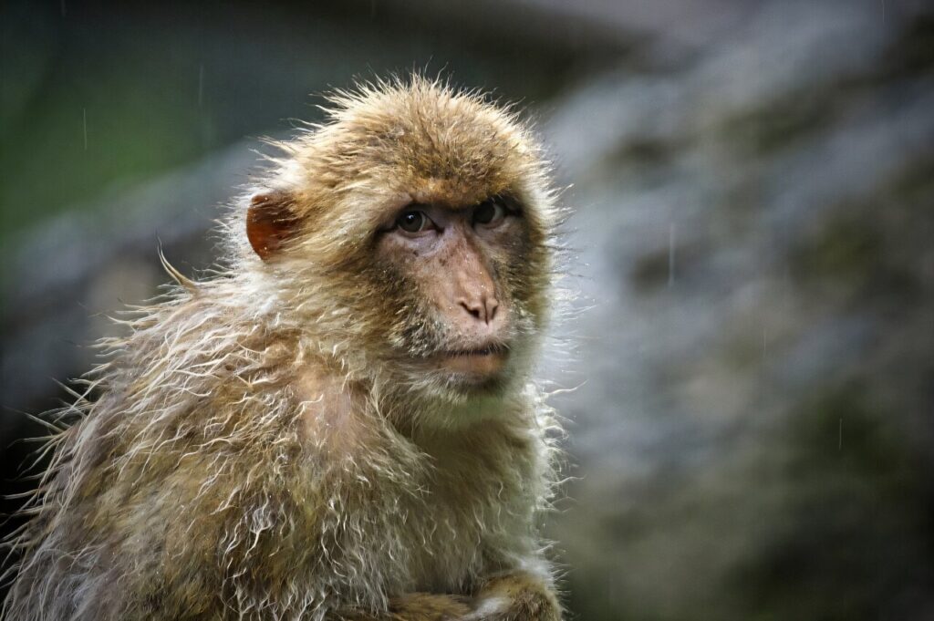 Tutti i macachi Rhesus (Macaca mulatta) infettati dal virus Ebola per uno studio farmaceutico sono guariti dopo essere stati trattati con una pillola antivirale giornaliera, l'Obeldesivir.