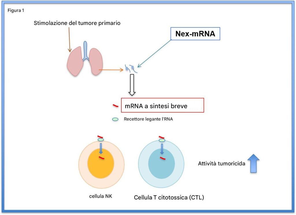 Le cellule immunitarie (NK e cellule T citotossiche) sono attivate da mRNA a sintesi breve che si lega al recettore ZC3H12D e viene trasportato al nucleo dove induce l'espressione di GZMB, una molecola chiave per l'attività di uccisione del tumore. Credito: Professoressa Sachie Hiratsuka, Shinshu University School of Medicine